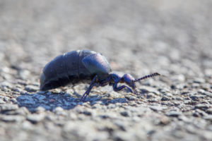 black and blue oil beetle, Meloe proscarabaeus black and blue oil beetle, Meloe proscarabaeus